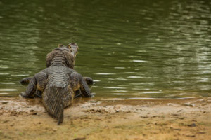 DMC-welcomebrazil-CO_Pantanal2482